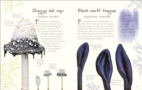 An Anthology of Fungi: A Collection of 100 Mushrooms, Toadstools and Other Fungi