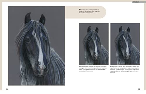 Drawing Animal Portraits in Coloured Pencil - Retail Maharaj