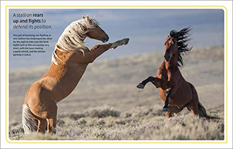 Horses & Ponies: Everything You Need to Know, From Bridles and Breeds to Jodhpurs and Jumping! - Retail Maharaj