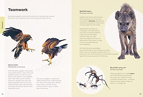 Ben Rothery's Deadly and Dangerous Animals