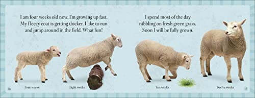 See How They Grow Farm