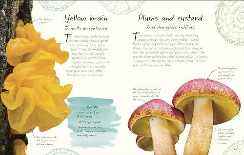 An Anthology of Fungi: A Collection of 100 Mushrooms, Toadstools and Other Fungi