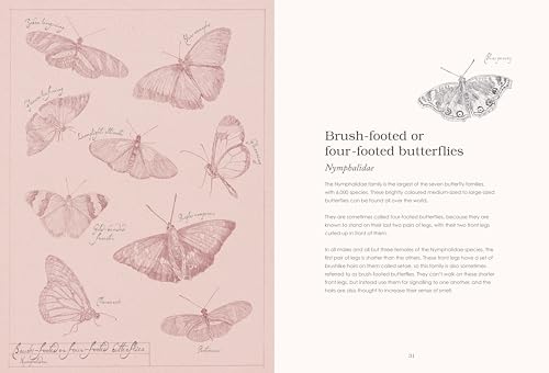 Sensational Butterflies