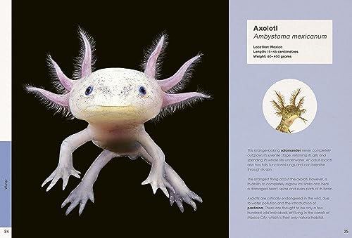 Ben Rothery's Weird and Wonderful Animals