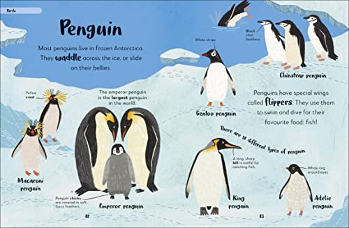 The Bedtime Book of Animals: Take a Peek at more than 50 of your Favourite Animals
