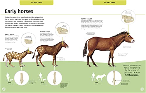 Horses & Ponies: Everything You Need to Know, From Bridles and Breeds to Jodhpurs and Jumping! - Retail Maharaj