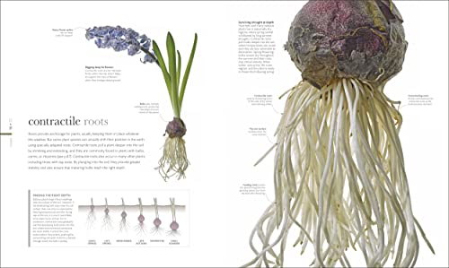 The Science of Plants: Inside their Secret World