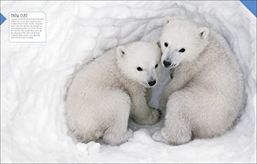 Born to be Wild: How Baby Animals Survive and Thrive