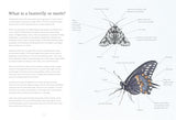 Sensational Butterflies