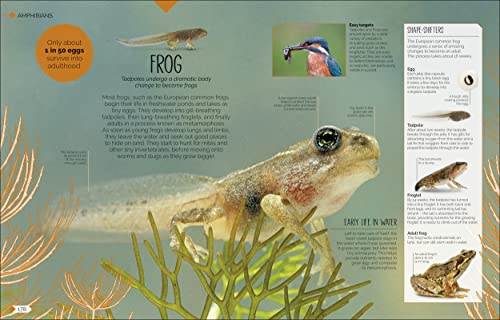 Born to be Wild: How Baby Animals Survive and Thrive