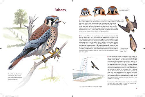 What It's Like to Be a Bird: From Flying to Nesting, Eating to Singing--What Birds Are Doing, and Why