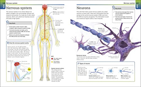 Biology: The Ultimate Bitesize Study Gui - Retail Maharaj