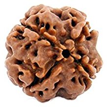 Shri 4 Mukhi Chaturmukhi Rudraksha Divya Beed for Knowledge & Education - Retail Maharaj