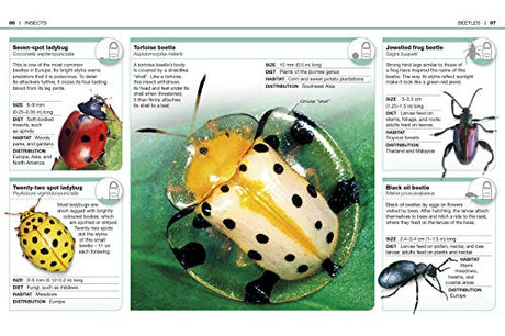 Pocket Eyewitness Insects - Retail Maharaj