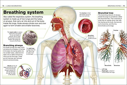 Pocket Eyewitness Human Body - Retail Maharaj