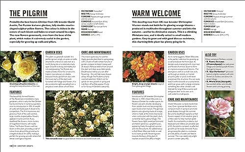 Grow Roses: Essential Know-how and Expert Advice for Gardening Success