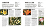 Grow Roses: Essential Know-how and Expert Advice for Gardening Success