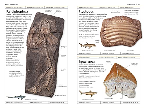 Fossils (DK Handbooks)