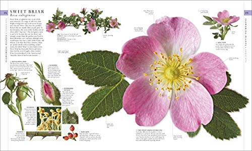 The Natural History Book: The Ultimate Visual Guide to Everything on Earth (DK Definitive Visual Encyclopedias)