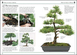 101 Essential Tips Bonsai - Retail Maharaj