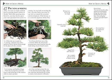 101 Essential Tips Bonsai - Retail Maharaj