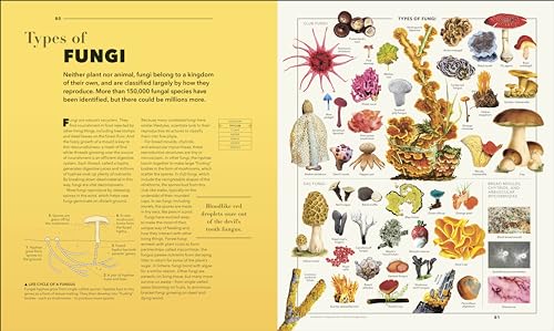 Knowledge A Visual Compendium: Making Sense of our World