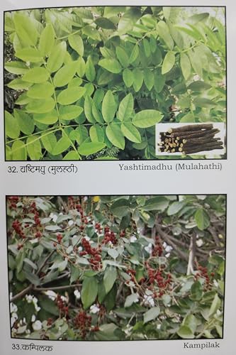 Upyogi Jadi Butiyan With Colour Pictures उपयोगी जड़ी बूटियां - Retail Maharaj