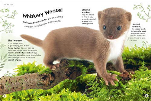 Animals Up Close: Animals as you've Never Seen them Before (DK Look Closer)