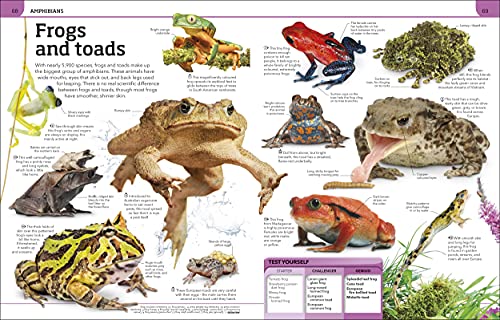 Animal Knowledge Genius!: A Quiz Encyclopedia to Boost Your Brain - Retail Maharaj