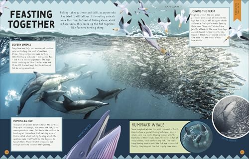 Animal Partnerships: Radical Relationships, Unlikely Alliances, and Other Animal Teams