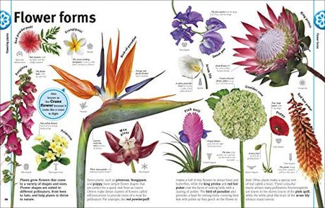 Trees, Leaves, Flowers & Seeds - Retail Maharaj