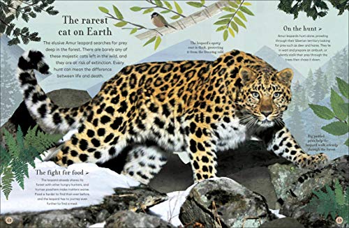 Through the Animal Kingdom: Discover Amazing Animals and Their Remarkable Homes (Journey Through)