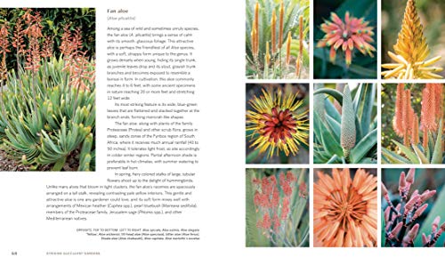 Striking Succulent Gardens: Plants and Plans for Designing Your Low-Maintenance Landscape [A Gardening Book]