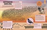 How Not to Get Eaten: More than 75 Incredible Animal Defenses (Wonders of Wildlife)