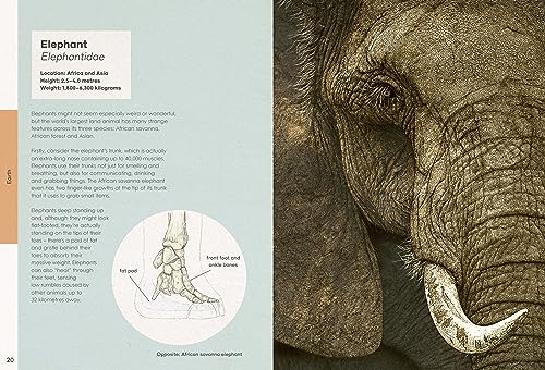 Ben Rothery's Weird and Wonderful Animals