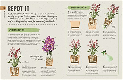 Happy Orchid