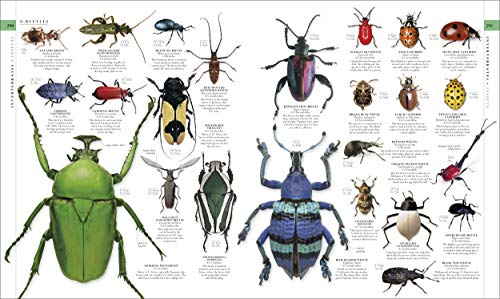 The Natural History Book: The Ultimate Visual Guide to Everything on Earth (DK Definitive Visual Encyclopedias)