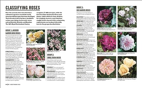 Grow Roses: Essential Know-how and Expert Advice for Gardening Success