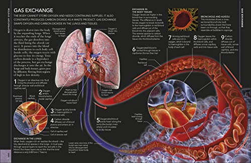 The Concise Human Body Book