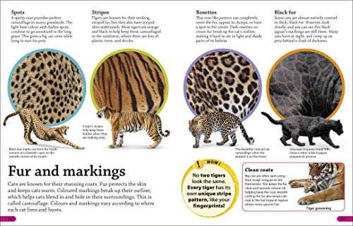 DKfindout! Big Cats