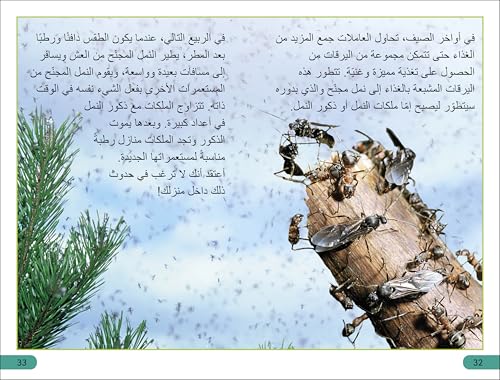 DK Super Readers Level 3 Ant Antics (Arabic translation)