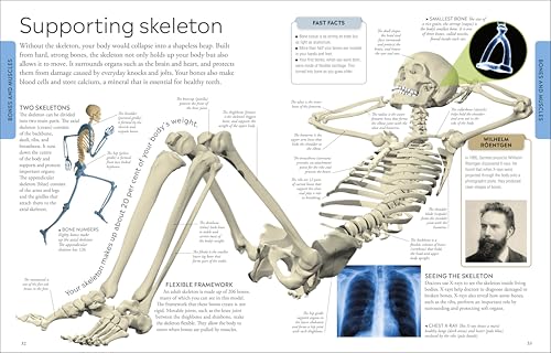 Human Body A Children's Encyclopedia