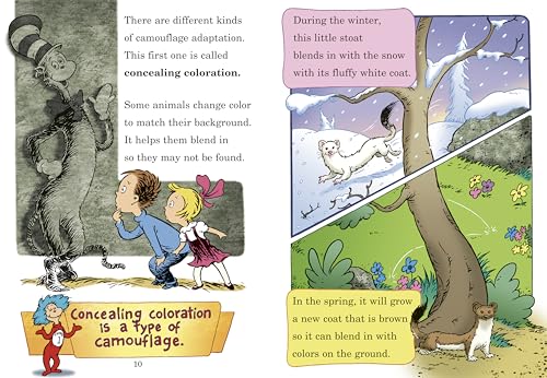 High? Low? Where Did It Go? : All About Animal Camouflage