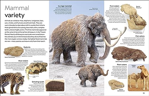 Fossil (Eyewitness) (DK Eyewitness)