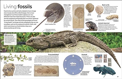 Fossil (Eyewitness) (DK Eyewitness)