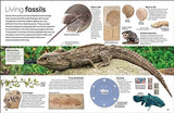 Fossil (Eyewitness) (DK Eyewitness)