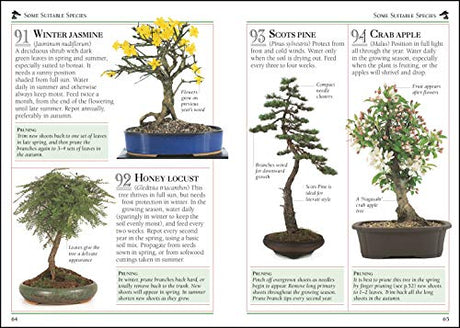 101 Essential Tips Bonsai - Retail Maharaj