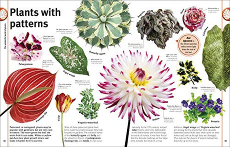 Trees, Leaves, Flowers & Seeds - Retail Maharaj