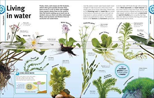 Trees, Leaves, Flowers & Seeds - Retail Maharaj