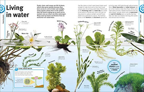 Trees, Leaves, Flowers & Seeds - Retail Maharaj